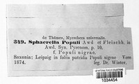 Mycosphaerella populi image
